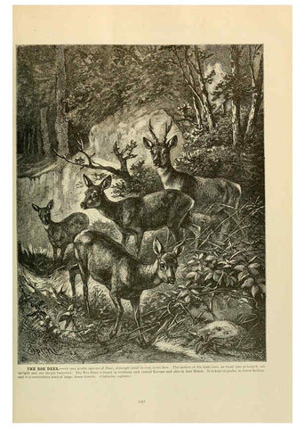 Reproducción/Reproduction 6220698420: Brehm's Life of animals : Volume 1, Mammalia Chicago :Marquis,1895