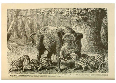 Reproducción/Reproduction 6220698746: Brehm's Life of animals : Volume 1, Mammalia Chicago :Marquis,1895