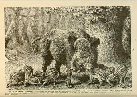 Reproducción/Reproduction 6220698746: Brehm's Life of animals : Volume 1, Mammalia Chicago :Marquis,1895