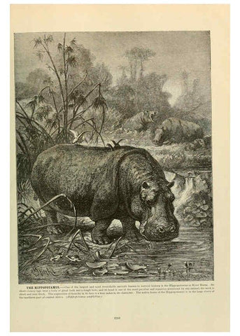 Reproducción/Reproduction 6220699112: Brehm's Life of animals : Volume 1, Mammalia Chicago :Marquis,1895