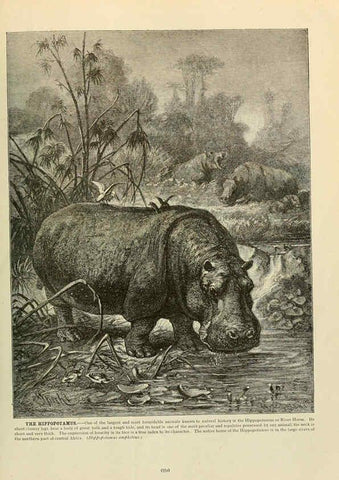 Reproducción/Reproduction 6220699112: Brehm's Life of animals : Volume 1, Mammalia Chicago :Marquis,1895