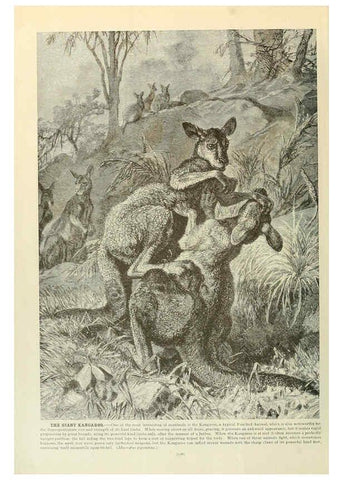 Reproducción/Reproduction 6220700162: Brehm's Life of animals : Volume 1, Mammalia Chicago :Marquis,1895