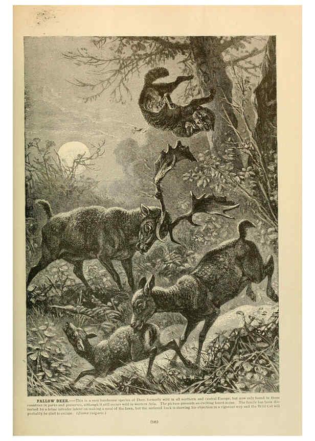 Reproducción/Reproduction 6220176523: Brehm's Life of animals : Volume 1, Mammalia Chicago :Marquis,1895