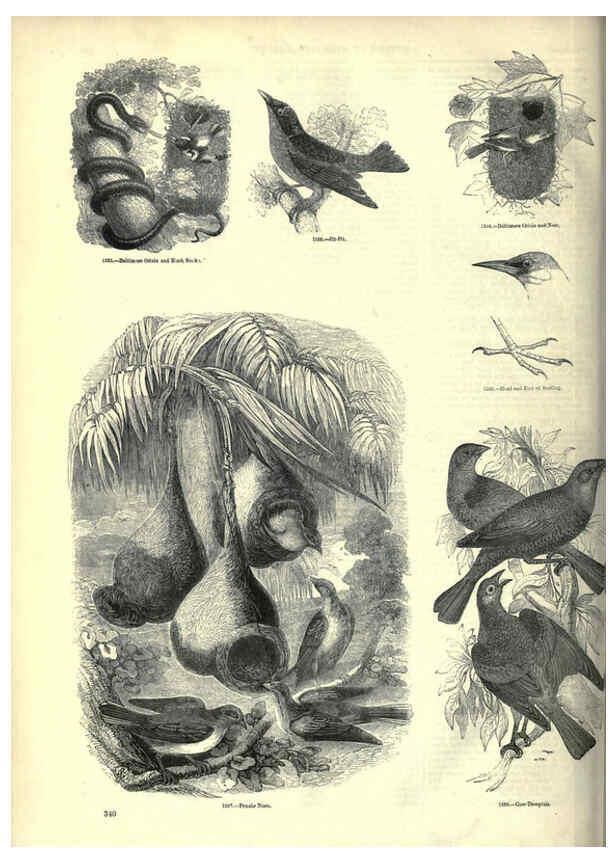 Reproducción/Reproduction 6092510653: The pictorial museum of animated nature. v.1. London :C. Cox,[1844?] 