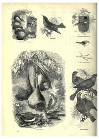 Reproducción/Reproduction 6092510653: The pictorial museum of animated nature. v.1. London :C. Cox,[1844?] 