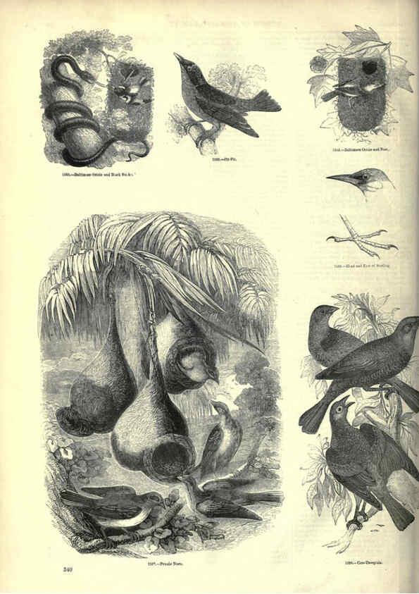 Reproducción/Reproduction 6092510653: The pictorial museum of animated nature. v.1. London :C. Cox,[1844?] 
