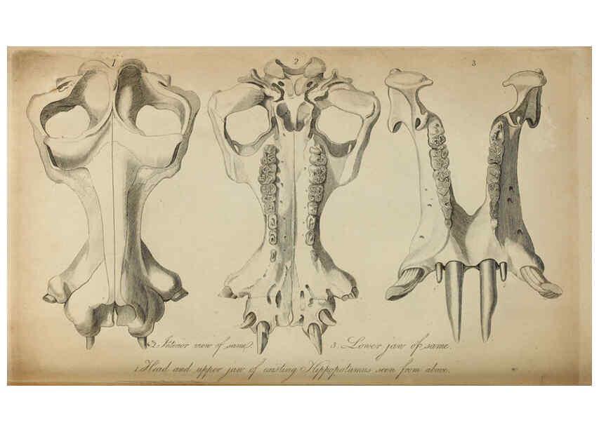 Reproducción/Reproduction 6217528810: The fossil remains of the animal kingdom London :Whittaker, Treacher,1830
