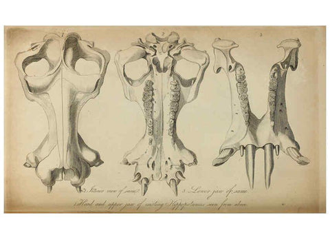 Reproducción/Reproduction 6217528810: The fossil remains of the animal kingdom London :Whittaker, Treacher,1830