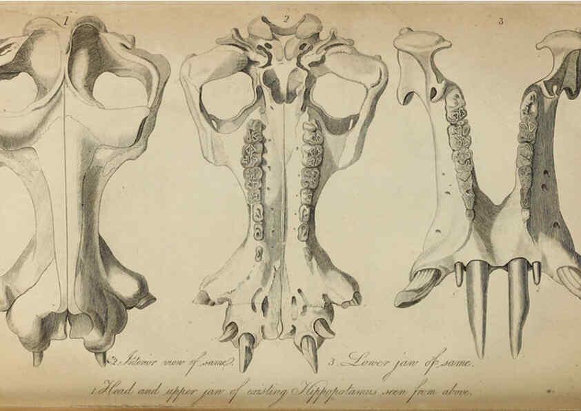 Reproducción/Reproduction 6217528810: The fossil remains of the animal kingdom London :Whittaker, Treacher,1830
