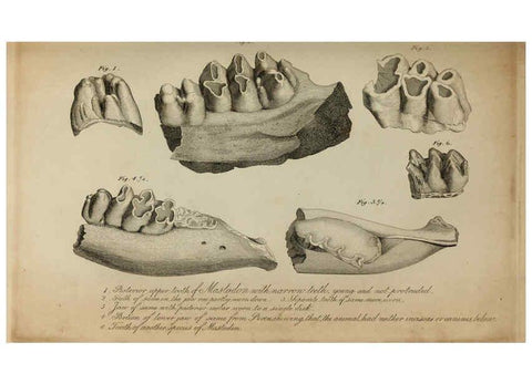 Reproducción/Reproduction 6217528418: The fossil remains of the animal kingdom London :Whittaker, Treacher,1830