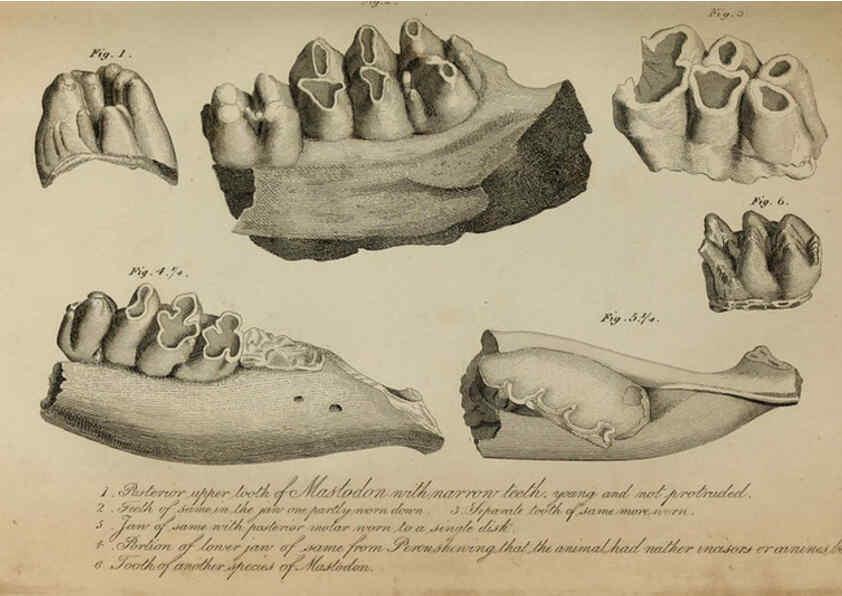 Reproducción/Reproduction 6217528418: The fossil remains of the animal kingdom London :Whittaker, Treacher,1830