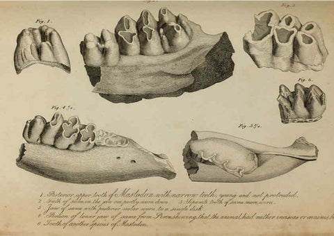 Reproducción/Reproduction 6217528418: The fossil remains of the animal kingdom London :Whittaker, Treacher,1830