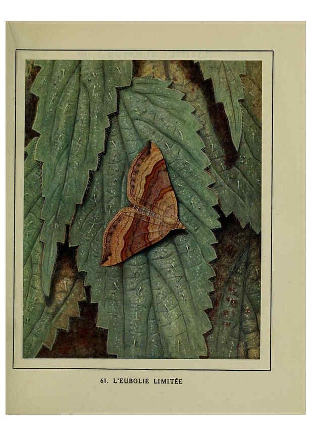 Reproducción/Reproduction 6197417609: Les papillons dans la nature Neuchâtel ;Éditions Delachaux and Niestlé, s.a., 1934