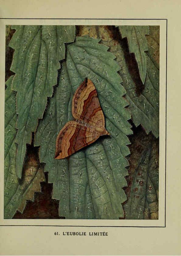 Reproducción/Reproduction 6197417609: Les papillons dans la nature Neuchâtel ;Éditions Delachaux and Niestlé, s.a., 1934