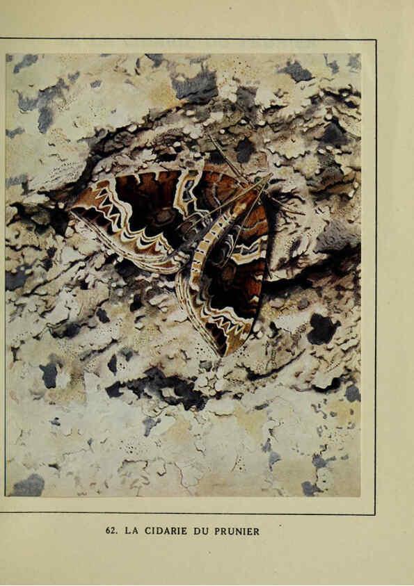 Reproducción/Reproduction 6197417829: Les papillons dans la nature Neuchâtel ;Éditions Delachaux and Niestlé, s.a., 1934