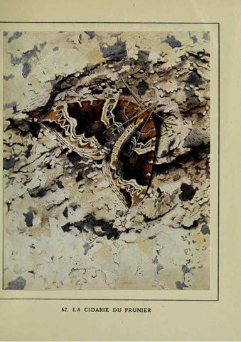 Reproducción/Reproduction 6197417829: Les papillons dans la nature Neuchâtel ;Éditions Delachaux and Niestlé, s.a., 1934
