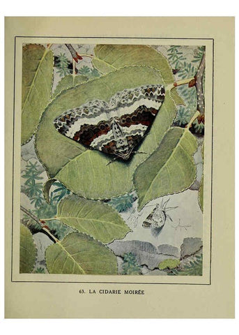 Reproducción/Reproduction 6197418043: Les papillons dans la nature Neuchâtel ;Éditions Delachaux and Niestlé, s.a., 1934