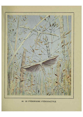 Reproducción/Reproduction 6197937782: Les papillons dans la nature Neuchâtel ;Éditions Delachaux and Niestlé, s.a., 1934
