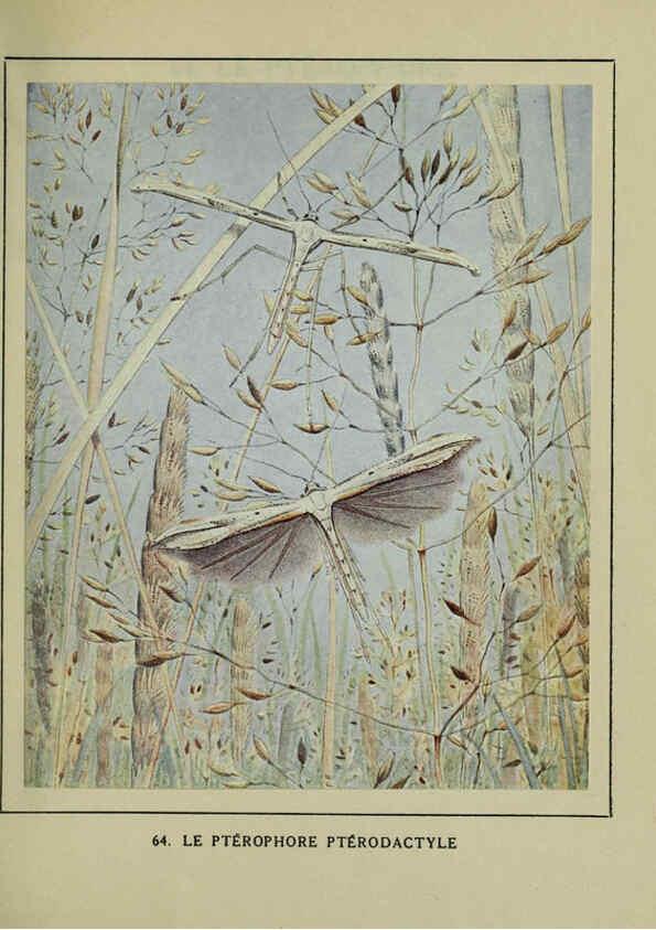 Reproducción/Reproduction 6197937782: Les papillons dans la nature Neuchâtel ;Éditions Delachaux and Niestlé, s.a., 1934