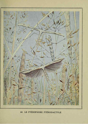 Reproducción/Reproduction 6197937782: Les papillons dans la nature Neuchâtel ;Éditions Delachaux and Niestlé, s.a., 1934