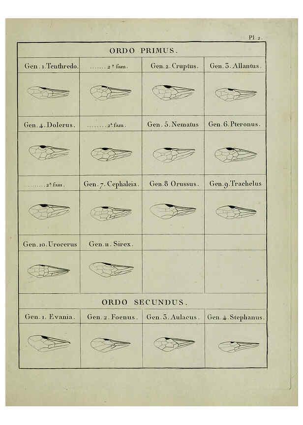 Reproducción/Reproduction 6197473533: Nouvelle méthode de classer les hyménoptères et les diptères. Tome 1. Genève :J.J. Paschoud,1807