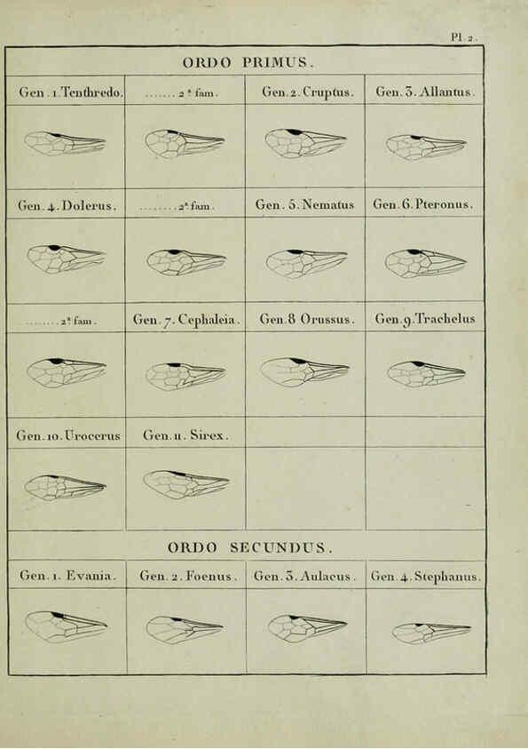 Reproducción/Reproduction 6197473533: Nouvelle méthode de classer les hyménoptères et les diptères. Tome 1. Genève :J.J. Paschoud,1807