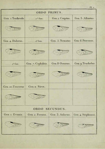 Reproducción/Reproduction 6197473533: Nouvelle méthode de classer les hyménoptères et les diptères. Tome 1. Genève :J.J. Paschoud,1807