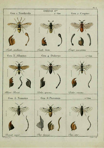 Reproducción/Reproduction 6197474421: Nouvelle méthode de classer les hyménoptères et les diptères. Tome 1. Genève :J.J. Paschoud,1807