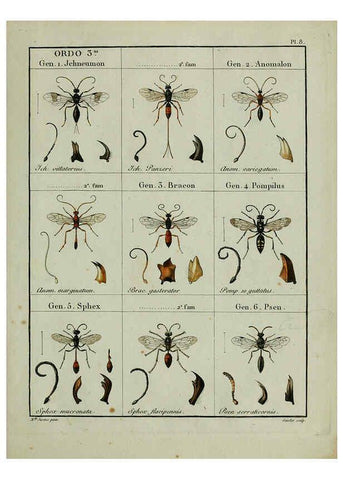 Reproducción/Reproduction 6197994872: Nouvelle méthode de classer les hyménoptères et les diptères. Tome 1. Genève :J.J. Paschoud,1807