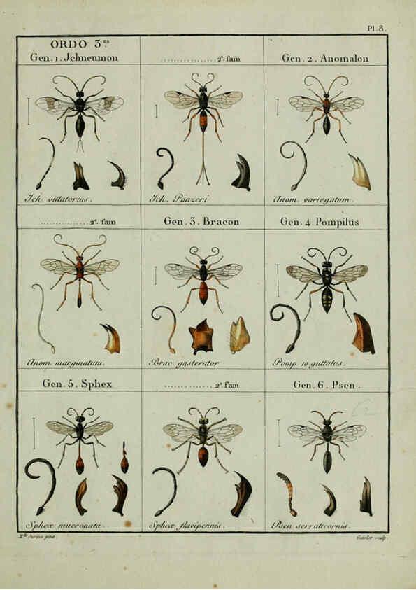 Reproducción/Reproduction 6197994872: Nouvelle méthode de classer les hyménoptères et les diptères. Tome 1. Genève :J.J. Paschoud,1807