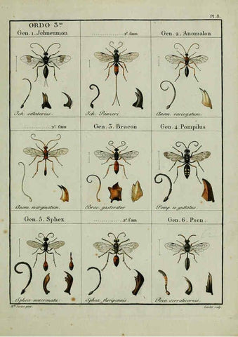 Reproducción/Reproduction 6197994872: Nouvelle méthode de classer les hyménoptères et les diptères. Tome 1. Genève :J.J. Paschoud,1807