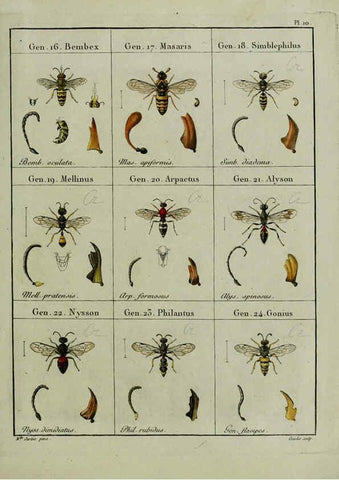 Reproducción/Reproduction 6197995344: Nouvelle méthode de classer les hyménoptères et les diptères. Tome 1. Genève :J.J. Paschoud,1807