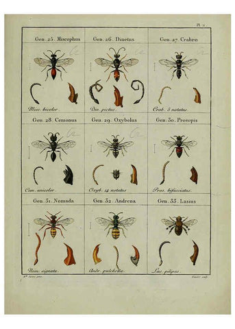 Reproducción/Reproduction 6197475729: Nouvelle méthode de classer les hyménoptères et les diptères. Tome 1. Genève :J.J. Paschoud,1807