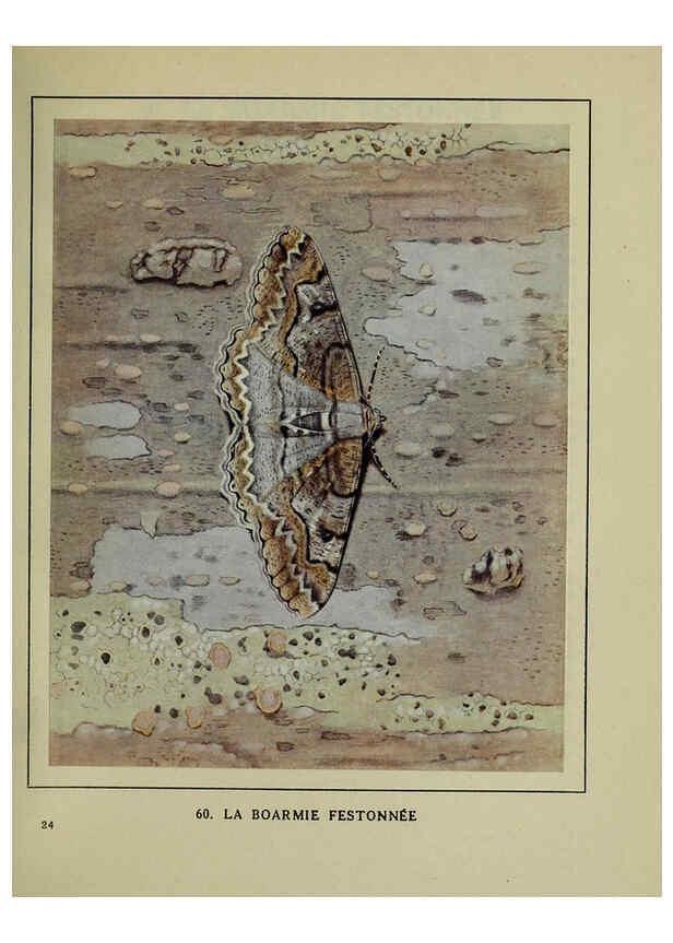 Reproducción/Reproduction 6197937080: Les papillons dans la nature Neuchâtel ;Éditions Delachaux and Niestlé, s.a., 1934