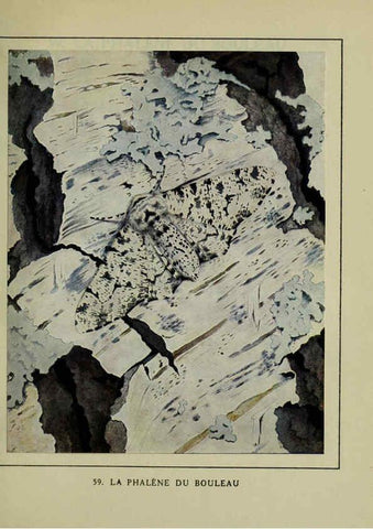 Reproducción/Reproduction 6197936924: Les papillons dans la nature Neuchâtel ;Éditions Delachaux and Niestlé, s.a., 1934