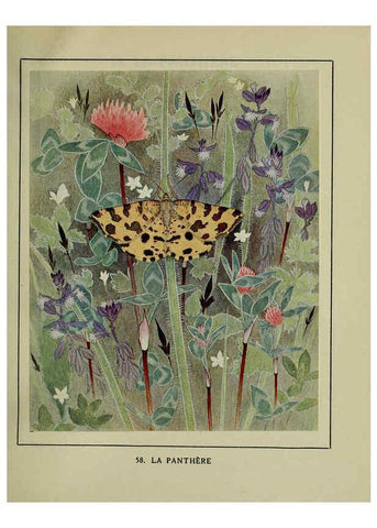 Reproducción/Reproduction 6197417121: Les papillons dans la nature Neuchâtel ;Éditions Delachaux and Niestlé, s.a., 1934