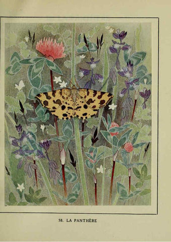 Reproducción/Reproduction 6197417121: Les papillons dans la nature Neuchâtel ;Éditions Delachaux and Niestlé, s.a., 1934