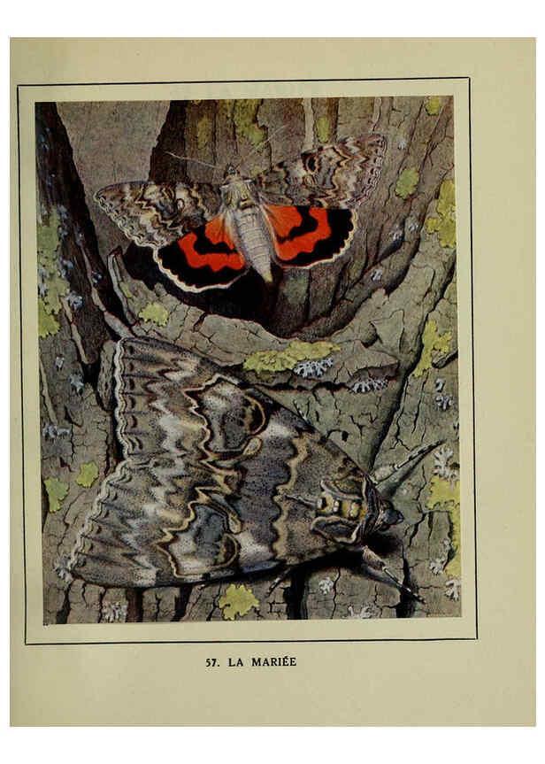 Reproducción/Reproduction 6197416945: Les papillons dans la nature Neuchâtel ;Éditions Delachaux and Niestlé, s.a., 1934
