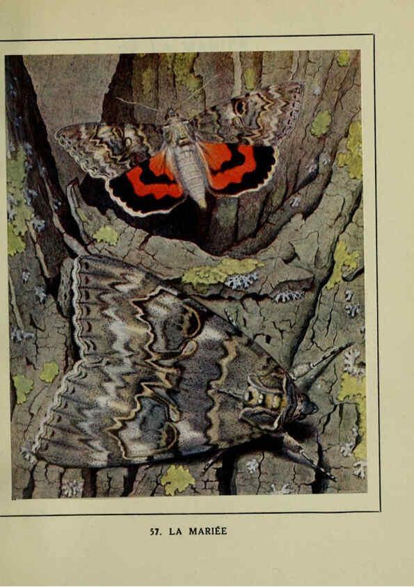 Reproducción/Reproduction 6197416945: Les papillons dans la nature Neuchâtel ;Éditions Delachaux and Niestlé, s.a., 1934