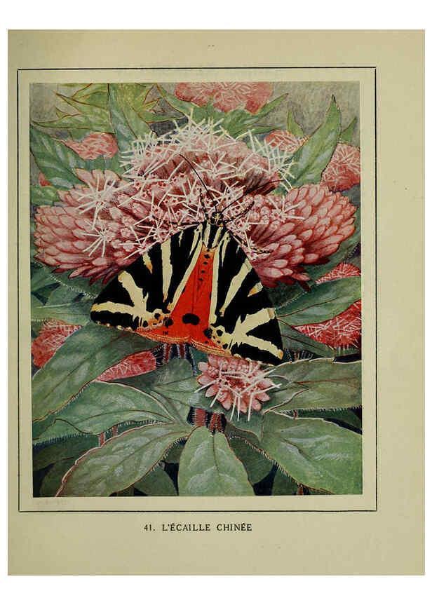 Reproducción/Reproduction 6197414543: Les papillons dans la nature Neuchâtel ;Éditions Delachaux and Niestlé, s.a., 1934