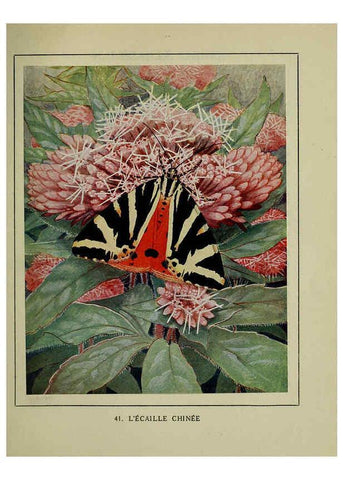 Reproducción/Reproduction 6197414543: Les papillons dans la nature Neuchâtel ;Éditions Delachaux and Niestlé, s.a., 1934