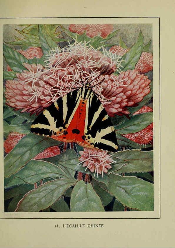 Reproducción/Reproduction 6197414543: Les papillons dans la nature Neuchâtel ;Éditions Delachaux and Niestlé, s.a., 1934