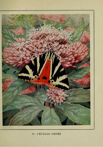 Reproducción/Reproduction 6197414543: Les papillons dans la nature Neuchâtel ;Éditions Delachaux and Niestlé, s.a., 1934