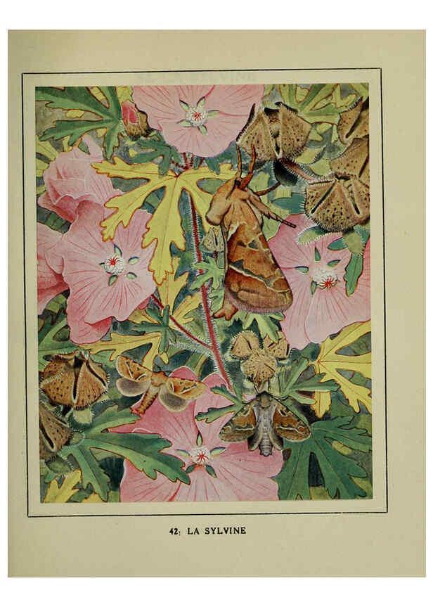 Reproducción/Reproduction 6197414669: Les papillons dans la nature Neuchâtel ;Éditions Delachaux and Niestlé, s.a., 1934