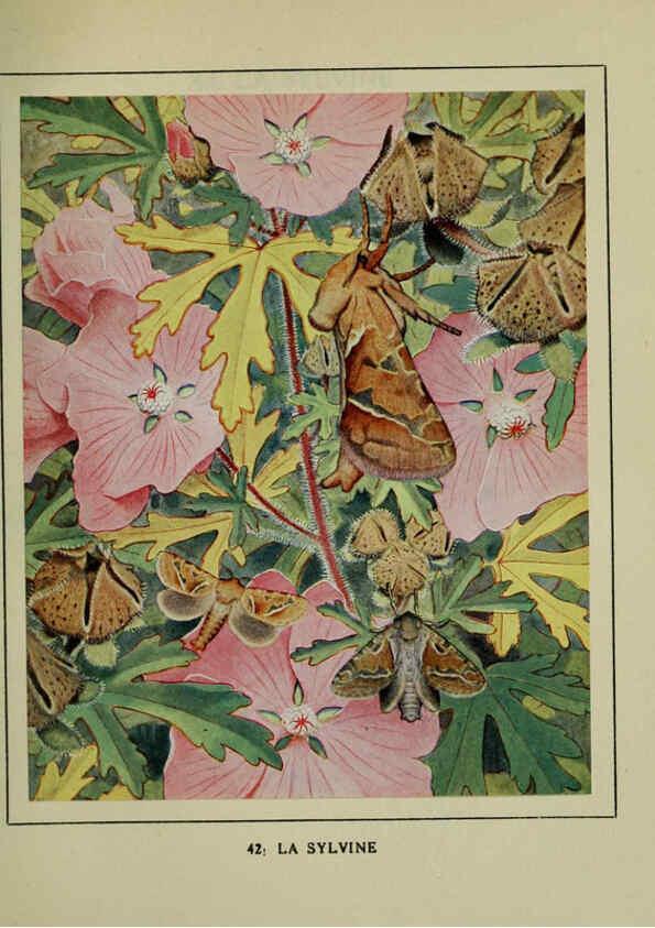 Reproducción/Reproduction 6197414669: Les papillons dans la nature Neuchâtel ;Éditions Delachaux and Niestlé, s.a., 1934
