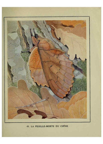 Reproducción/Reproduction 6197934358: Les papillons dans la nature Neuchâtel ;Éditions Delachaux and Niestlé, s.a., 1934