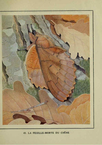 Reproducción/Reproduction 6197934358: Les papillons dans la nature Neuchâtel ;Éditions Delachaux and Niestlé, s.a., 1934