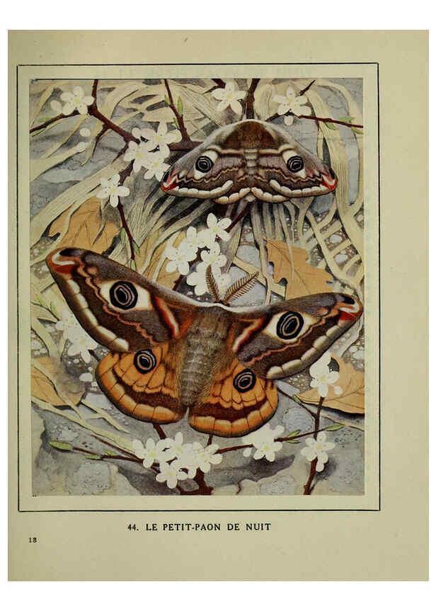 Reproducción/Reproduction 6197934498: Les papillons dans la nature Neuchâtel ;Éditions Delachaux and Niestlé, s.a., 1934