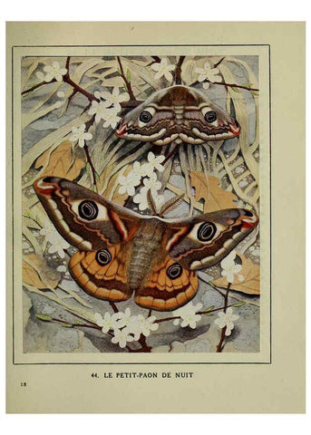 Reproducción/Reproduction 6197934498: Les papillons dans la nature Neuchâtel ;Éditions Delachaux and Niestlé, s.a., 1934