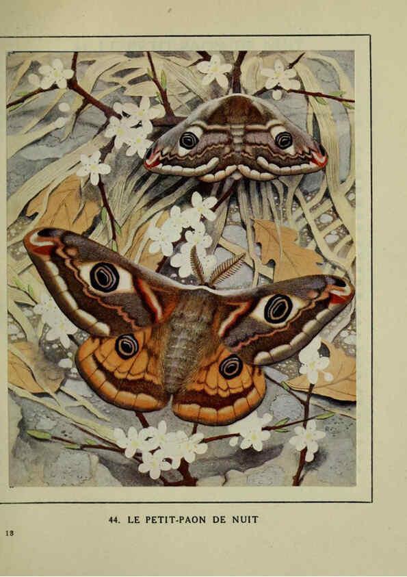 Reproducción/Reproduction 6197934498: Les papillons dans la nature Neuchâtel ;Éditions Delachaux and Niestlé, s.a., 1934
